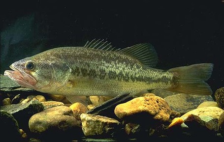 Largemouth Bass - Fishes of Boneyard Creek