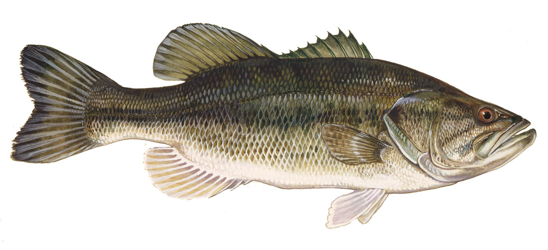 largemouth bass eating ducklings