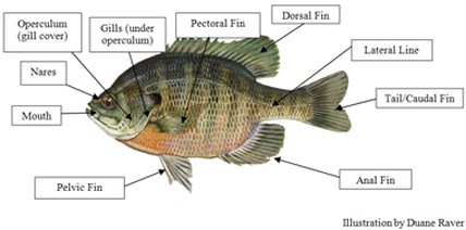 Bluegill Sunfish - Fishes of Boneyard Creek