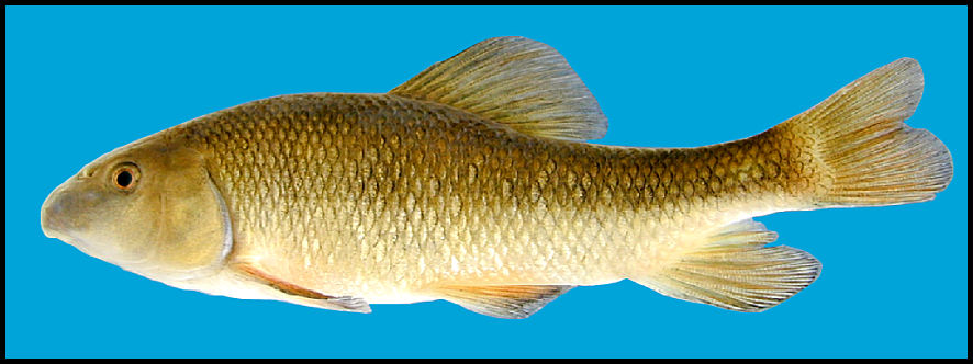 Creek Chubsucker - Fishes of Boneyard Creek