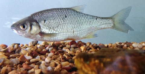 Golden Shiner - Fishes of Boneyard Creek
