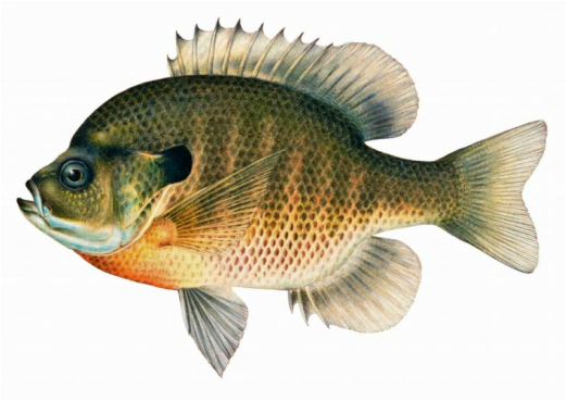 Bluegill Sunfish - Fishes of Boneyard Creek