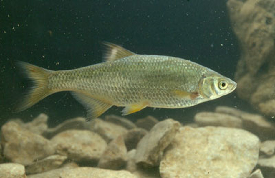 Golden Shiner - Fishes of Boneyard Creek