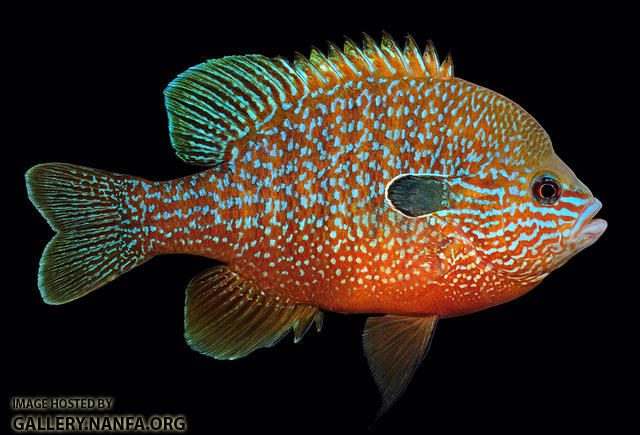 Longear Sunfish - Fishes of Boneyard Creek