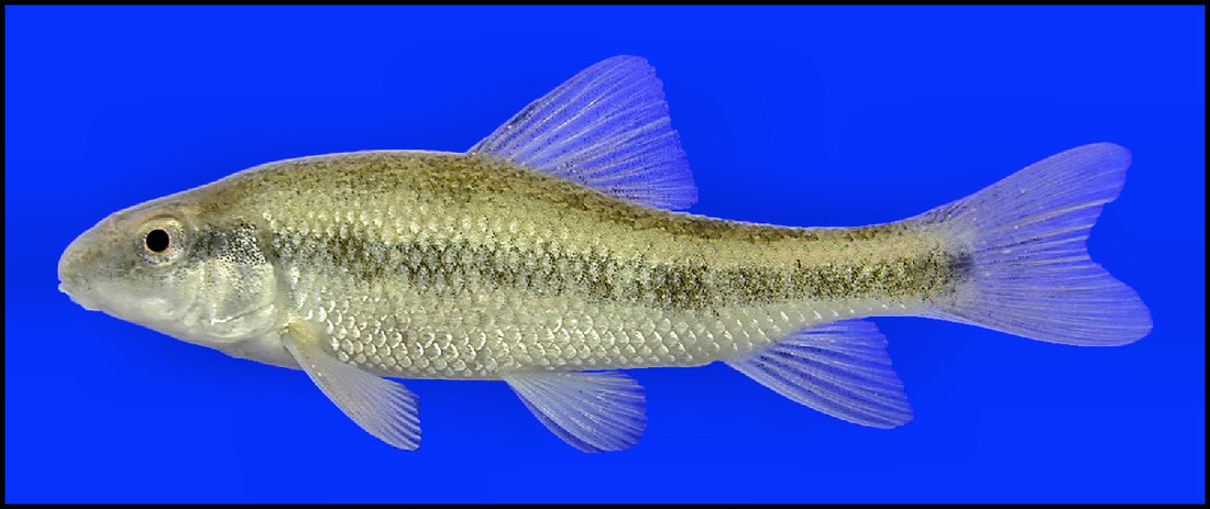 Creek Chubsucker - Fishes of Boneyard Creek