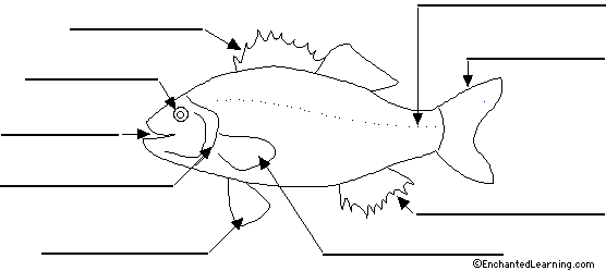 labeled diagram viper fish coloring pages - photo #31